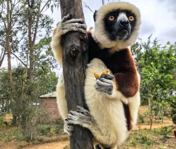 Цинги де Бемараха - Андасибе - Мантасуа