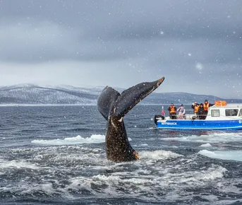 Аврора.Море.Ты. Териберка с выходом в море и проживанием