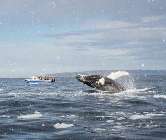 Териберка. Морская прогулка