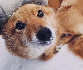 Золотая Коллекция Кольского