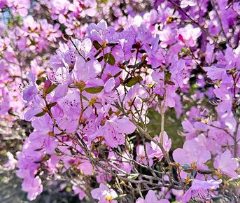 Цветение маральника на Алтае. Майские в сиреневых горах.