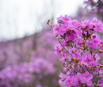 Цветение маральника на Алтае