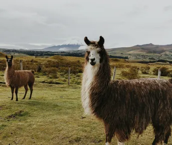 Эквадор+Галапагосы. 14 дней. Вся необходимая информация в Описании!!!