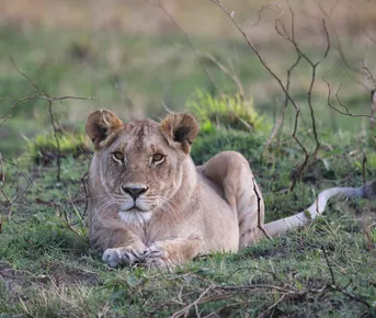 Танзания: Фото-экспедиция на Великую Миграцию в Серенгети