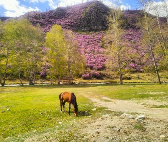 Цветение Маральника в Горах Алтая.