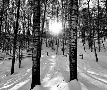 Берёзовая роща  и дегустация казахстанского вина