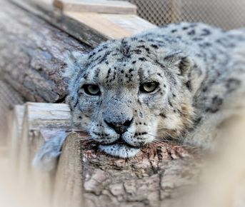 Зимний Чемальский тракт. Снежный барс.