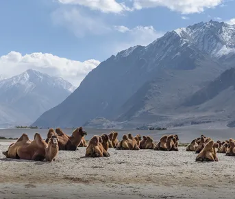 Малый Тибет (Индия)