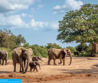 Юар: Кейптаун, 2 океана, сафари, Найсна и миграция китов