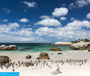 Юар: Кейптаун, Мыс Игольный, сафари, Канго и миграция китов