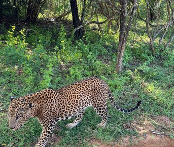 Сафари в национальном парке Яла