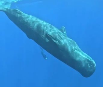 Изысканный Маврикий: Шикарные  отели,4-5  Пилатес,  гастрономия и  море впечатлений!