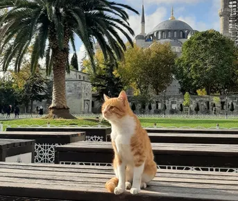 Сказочный Стамбул и Принцевы острова 5 дней с проживанием.