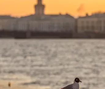 3 дня. Царский Петербург