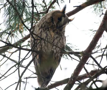 Рождество в совиной столице