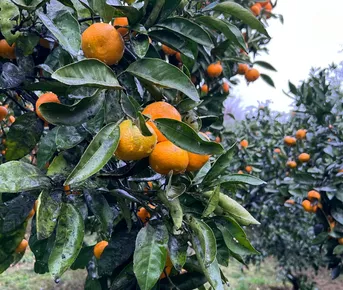 Другая Абхазия: цветущая мимоза и водопады-гиганты
