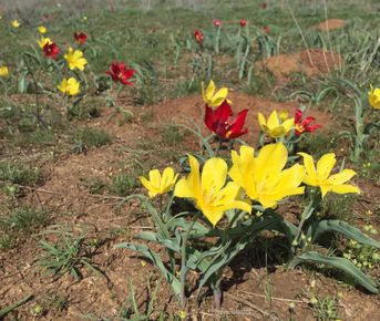 Путешествие на гору Богдо и соленое озеро Баскунчак.