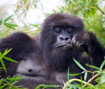 Руанда и Уганда: сквозь джунгли к приматам!