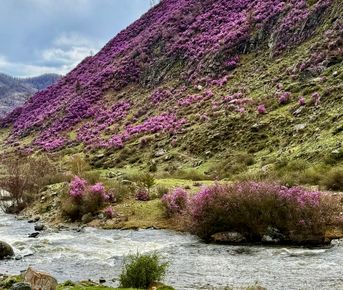Весеннее волшебство Алтая. Все самое лучшее за 6 дней.