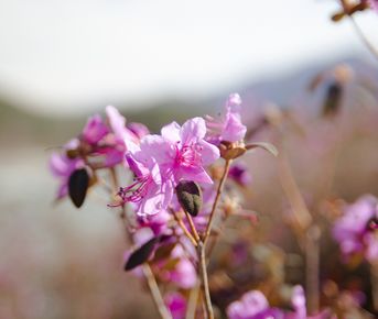 Цветение маральника на Алтае 2026