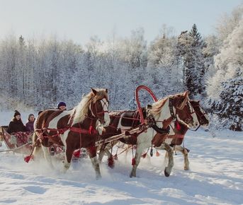 Конная прогулка в Подмосковье