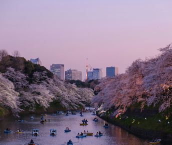 Cакура Для Тебя