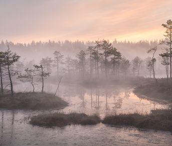 Комфортный тур на болота