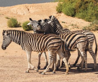 Африка: Только лучшее. Гранд-тур в Юар, Зимбабве, Замбию и Ботсвану