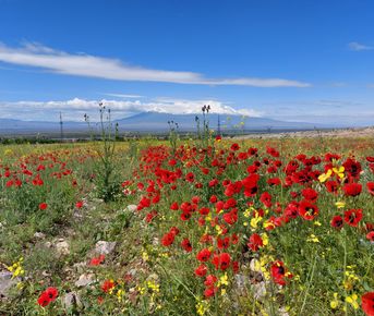 В Армению весной! Все красоты за 6 дней!