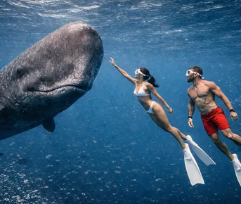 Приключения на Маврикии: дикая природа, кашалоты и полет над водопадом