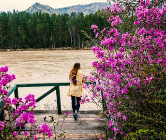 Цветение Маральника На Алтае 2025