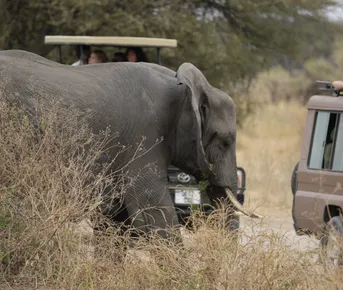 Ваша Африка: создай сафари своей мечты на 3, 5 или 8 дней!