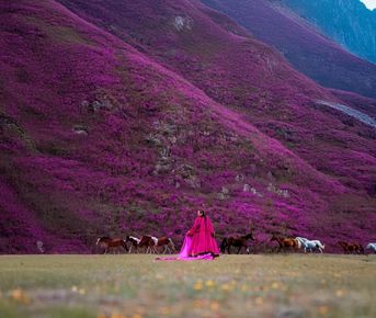 Путешествие на Алтай: цветение маральника