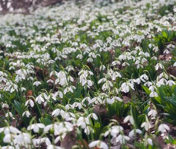 Фототур. Подснежники в Крыму