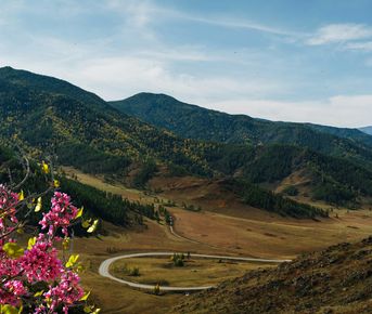 Алтай: цветение маральника