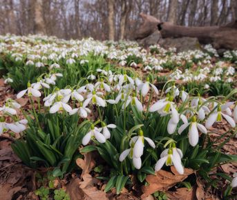 Фототур. Подснежники в Крыму