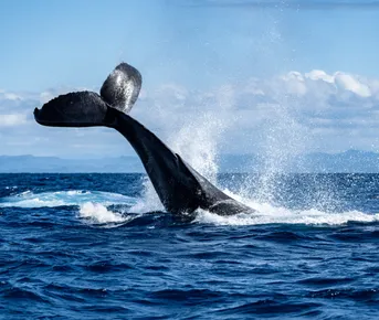 Мадагаскар: лемуры, киты, пиратский остров, Аллея баобабов, Фамадихана, Большие Цинги