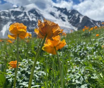 Поход к подножию Белухи с легкими рюкзаками. 11 дней. Кемпинг, баня, питание