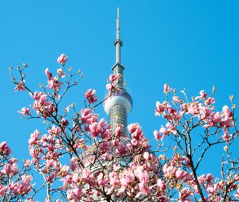 Сокровища поднебесной