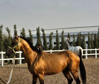 Тур Незабываемый Отдых В Туркменистане На 3 Дня