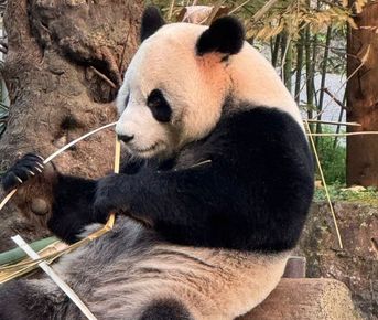 Панды и горы Аватар