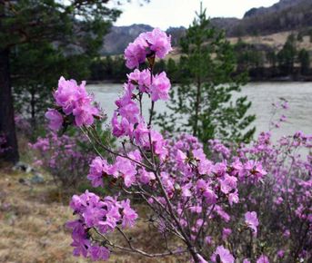 Цветение Маральника на Алтае - 2026