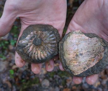 Палеонтологическая экспедиция