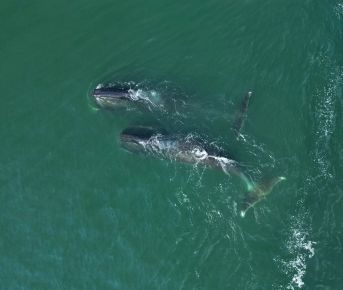 Гренландские киты на Шантарских островах