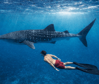 Мальдивы. Сафари по островам. Тропическое приключение в стиле Последний Герой.