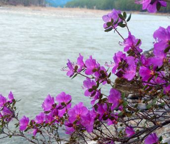 Цветущий Алтай