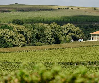 Винный тур Лайт по Кубани Премиум-отдых