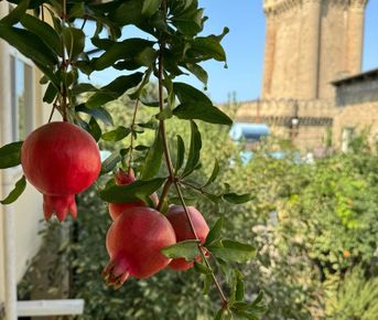 Восемь чудес Азербайджана: маршрут алычи и шафрана