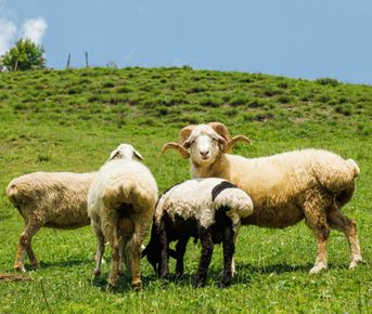 Индивидуальная экскурсия по Золотому кольцу Северной Осетии !