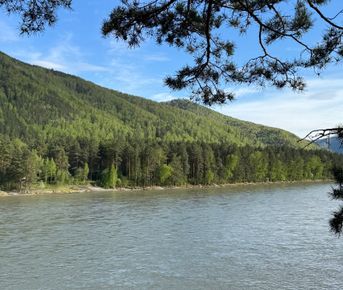 Цветение маральника